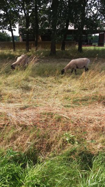 Sheep Grazing Calmly in a Peaceful, Serene Meadow Surrounded by Lush Greenery and Nature