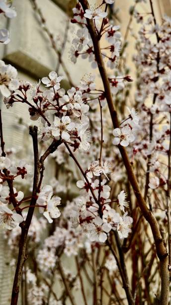 istock Cherry blossom branches in early spring. Vertical photo with cherry blossoms 2190552781