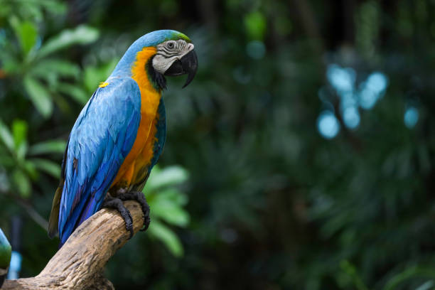 istock Close up head the Blue macaw parrot bird in garden 2190552905
