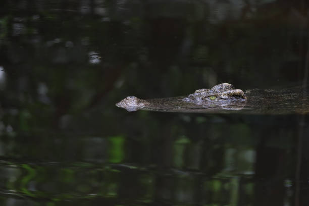 istock Close up salt crocodile is show head in river 2190552907