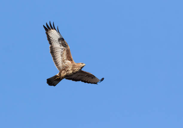 istock Common buzzard, Buteo buteo. A bird flies against a blue sky 2190554462