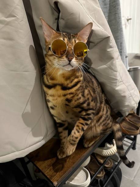 istock Stylish Bengal cat wearing sunglasses 2190556031