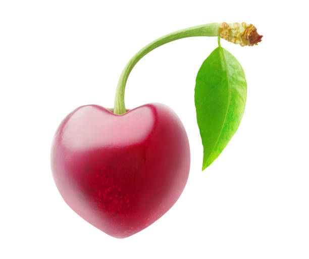 One heart-shaped cherry fruit with stem and leaf isolated on white background