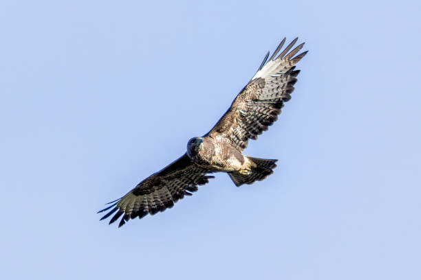 istock Common Buzzard (Buteo buteo), spotted over Baldoyle Racecourse, Dublin; common in Europe 2190557696