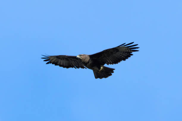 istock Common Buzzard (Buteo buteo), spotted over Baldoyle Racecourse, Dublin; common in Europe 2190557753