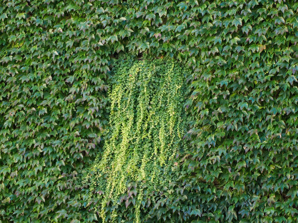 istock a window of a building completely covered by lush green ivy. 2190558062