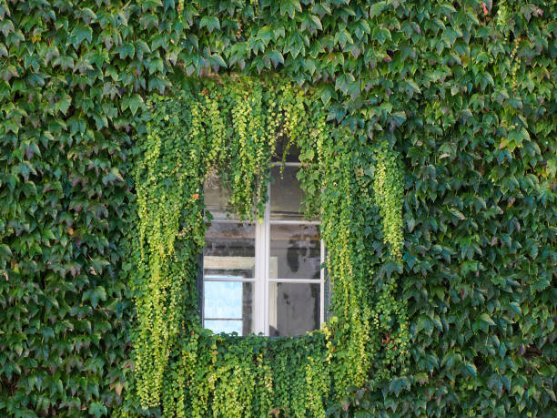 istock a window of a building completely covered by lush green ivy. 2190558065