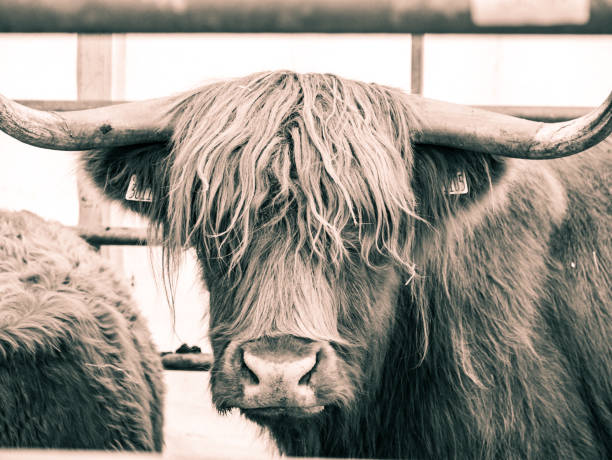istock Highland cow at the state fair. 2190559038