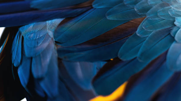 istock Big bright colorful beautiful Parrots 2190559696