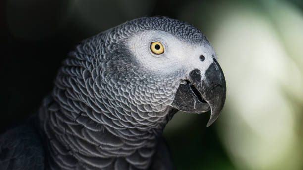 istock Big bright colorful beautiful Parrots 2190560020