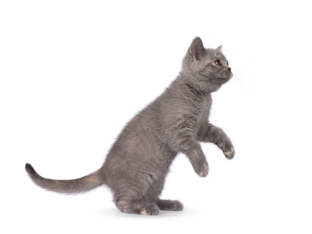 istock British Shorthair cat on white background 2190560284