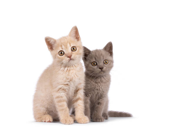 istock British Shorthair cat on white background 2190560308