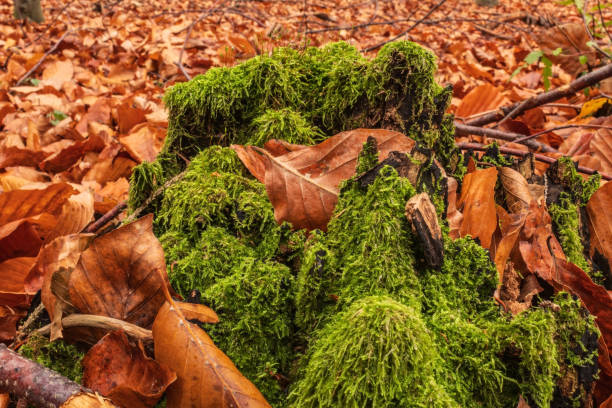 Macro  - Forest - Europe, Romania, Suceava region