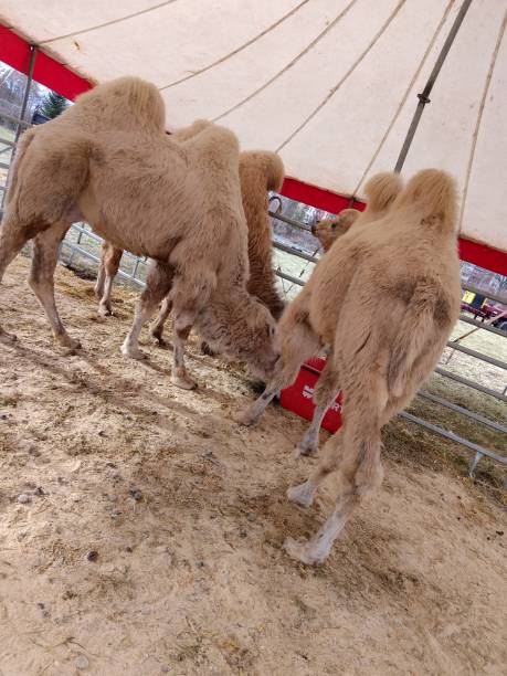 istock camels, zoo, animals, circus 2190561607