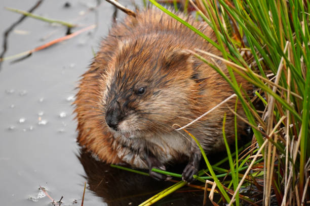 istock Close-up of a Muskrat eating grass 2190562307