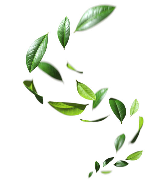 istock Greenery leaves flying swirl movement cutout white backgrounds 3d rendering 2190564190