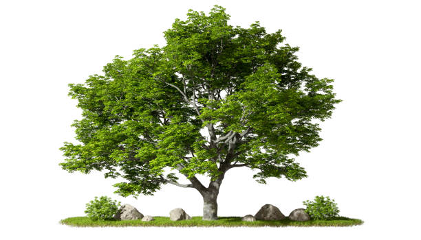 Greenery tropics perennial tree landscaped growth on grassy cutout white backgrounds 3d rendering