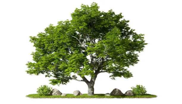 Greenery tropics perennial tree landscaped growth on grassy cutout white backgrounds 3d rendering Greenery tropics perennial tree landscaped growth on grassy cutout white backgrounds 3d rendering