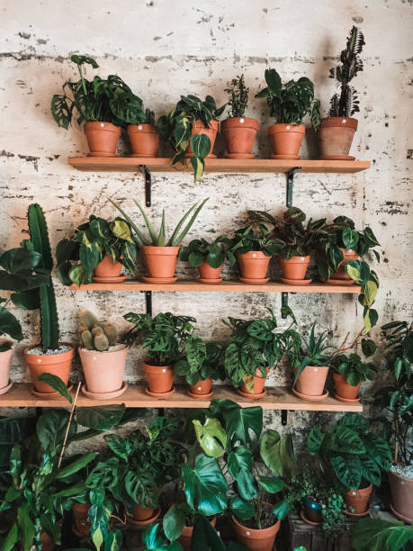 istock fat plant at home 2190564218