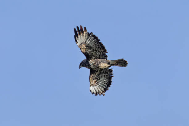 istock Common Buzzard (Buteo buteo), spotted over Baldoyle Racecourse, Dublin; common in Europe 2190564864