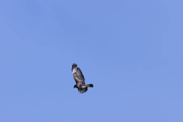 istock Common Buzzard (Buteo buteo), spotted over Baldoyle Racecourse, Dublin; common in Europe 2190565005