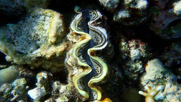 istock Maxima clam or small giant clam (Tridacna maxima) undersea 2190565156