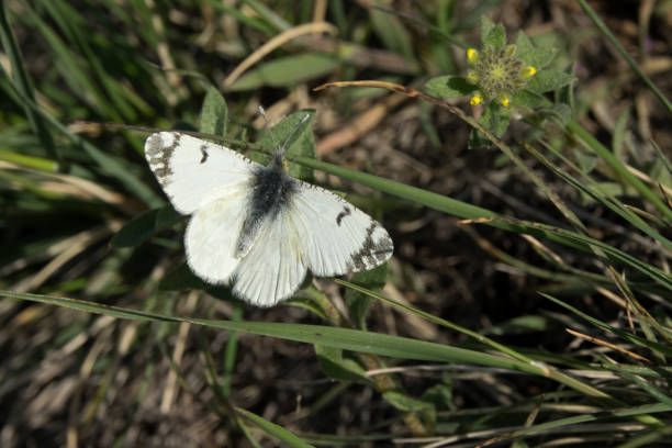 Pearly marblewing butterfly sun bathes while perched on a grass in Roxborough State Park in Littleton Colorado.