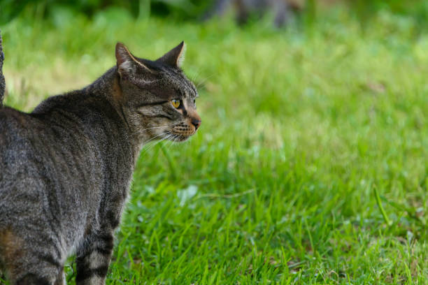 istock A cat in profile is looking intently at something. It is walking on the grass in the field. It is on one side of the photo. 2190565532