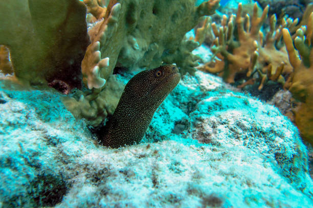 Juvenile Goldentail Moray Eel on the Reef. High quality photo