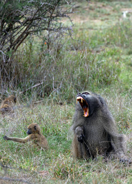 A female Chacma Baboon, Papio ursinus, walking towards the camera - Chobe National Park, Botswana, Africa.