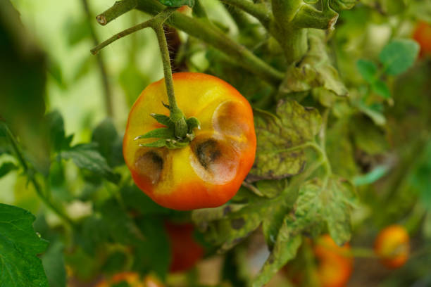 istock Diseased tomato plants. Sick vegetables. Farm greenhouse diseases 2190568111