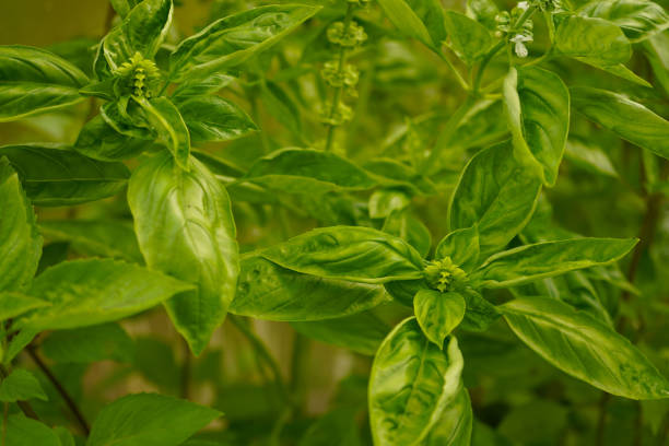 istock Basil leaves, from above. Also known as sweet, great or Genovese basil, Ocimum basilicum, a culinary herb in the mint family Lamiaceae. A tender plant, used in cuisines worldwide. Background. Photo. 2190568142
