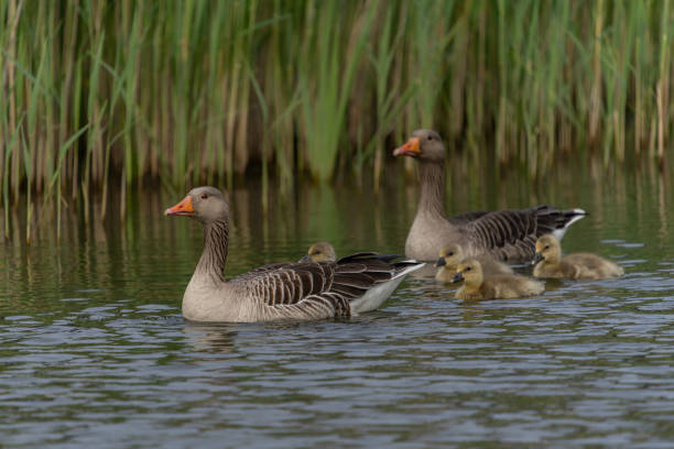 istock Parent Greylag Goose (Anser anser) out with their young goslings. 2190568207