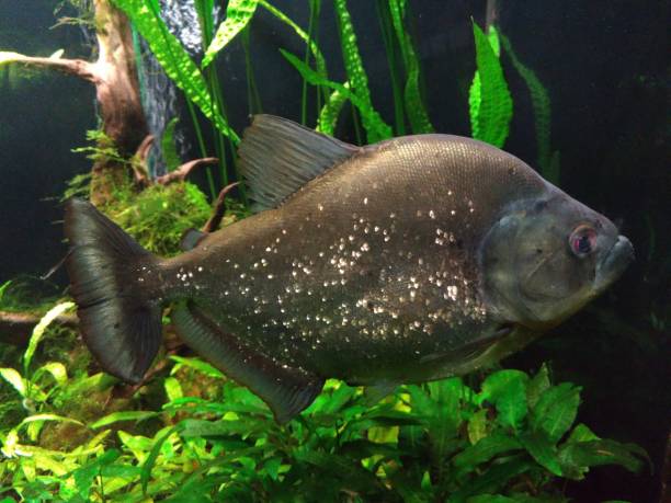 istock piranha in an aquarium 2190569746