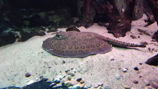 istock underwater world of the oceanarium 2190571867