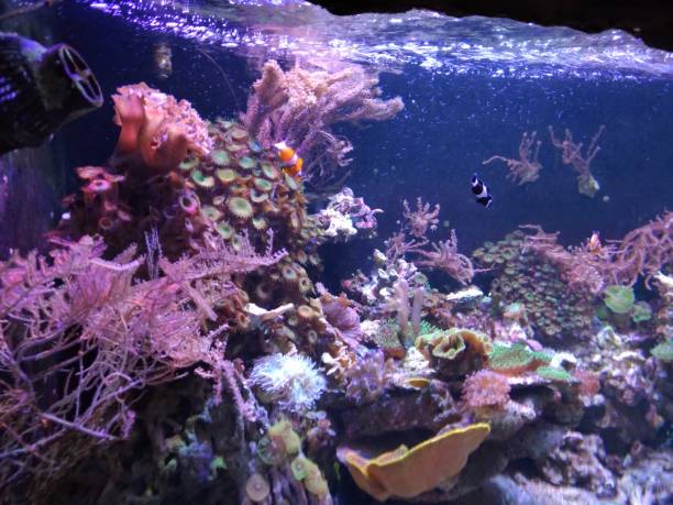 istock underwater world of the oceanarium 2190572024