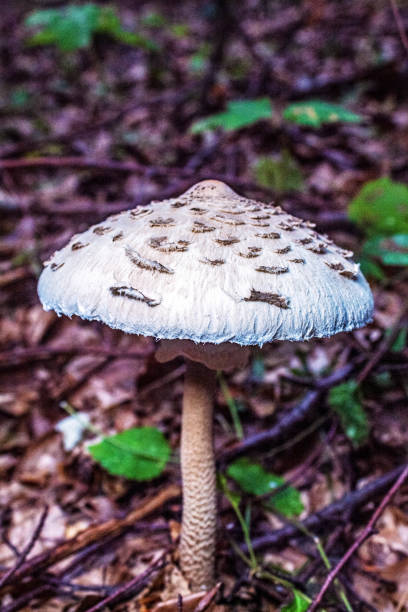 istock Macro  - Forest - Europe, Romania, Suceava region 2190572175