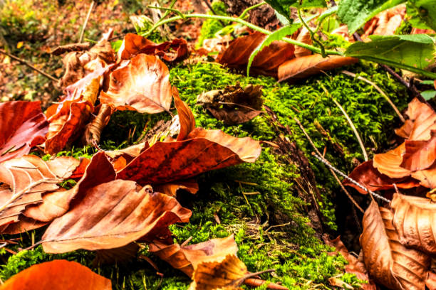 istock Macro  - Forest - Europe, Romania, Suceava region 2190572213