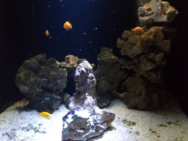 istock underwater world of the oceanarium 2190572332