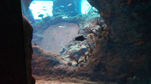 istock underwater world of the oceanarium 2190572967