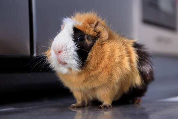 istock The guinea pig walking on the floor at home 2190574881