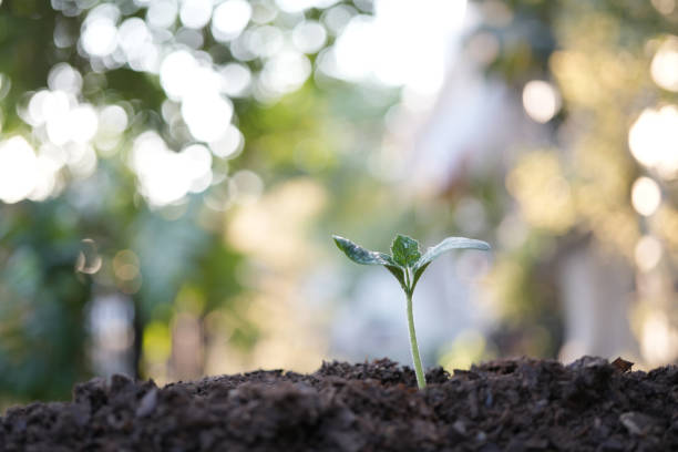 istock small sprout growing macro plant closeup 2190575180