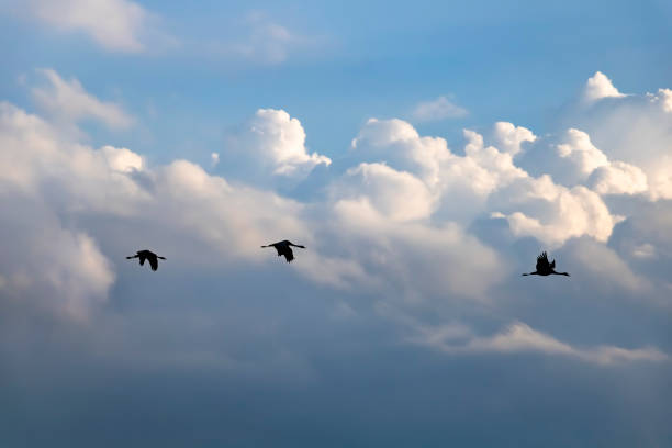 istock Silhouettes of Three Cranes in Flight Against Dramatic European Sky Clouds 2190575462