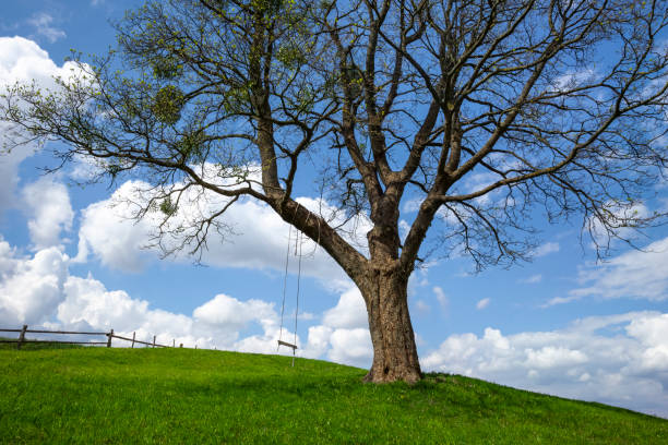 istock Tree Swing on Green Hill Under Blue Sky in European Countryside During Spring 2190576065