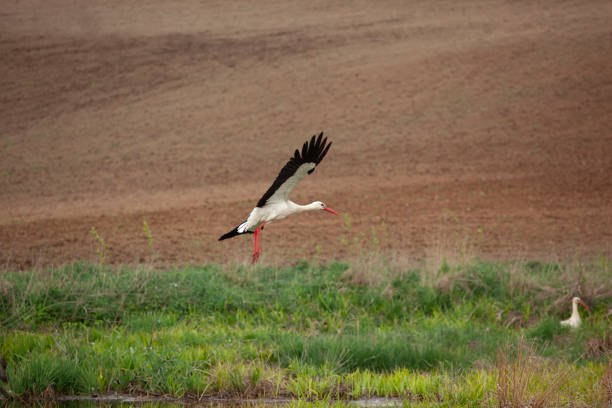 The white stork (Ciconia ciconia) is a large bird in the stork family, Ciconiidae. Its plumage is mainly white, with black on the bird's wings.