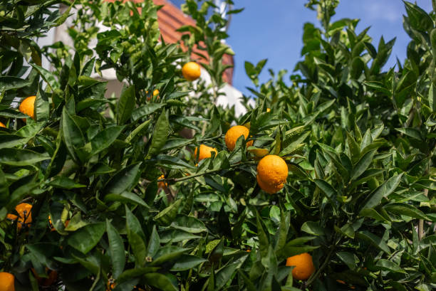 istock Orange tree and residential buildings 2190576413