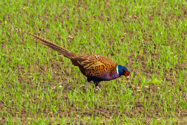 Life of wild birds, Pheasant male on green agricultural field