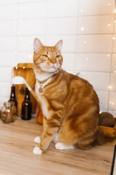 istock Red cat wearing a collar is sitting on a wooden counter in a kitchen 2190578513