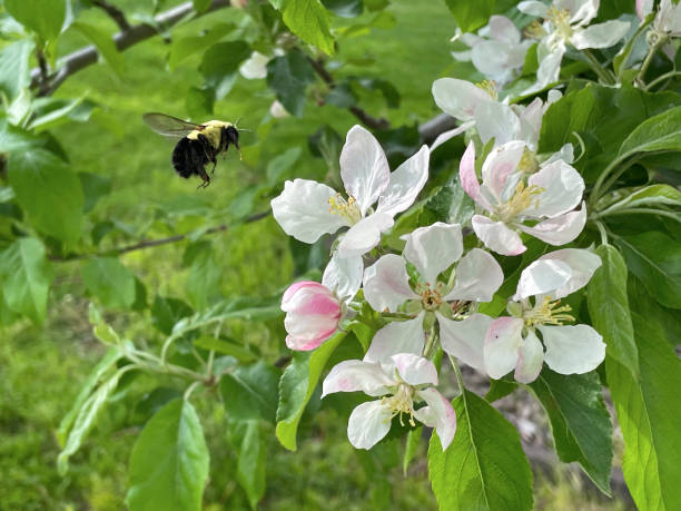 close up of bumble bee and apple blossoms