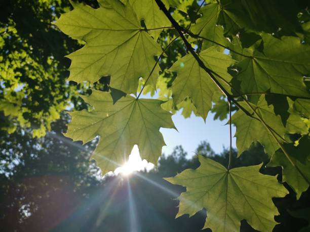 Close-Up of Green Maple Leaves